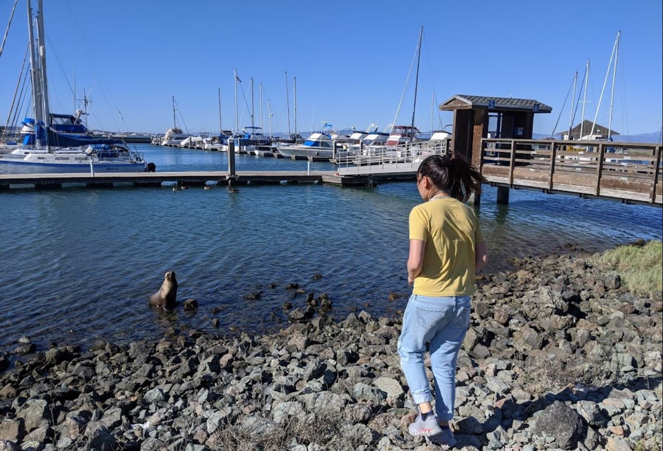 A lady standing at the edge of the ocean looking at a nearby harbor seal standing in shallow water